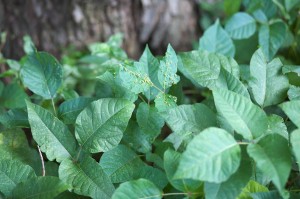 Poison Ivy Clump
